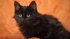 Шантілія тіффані